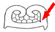 图片11.png